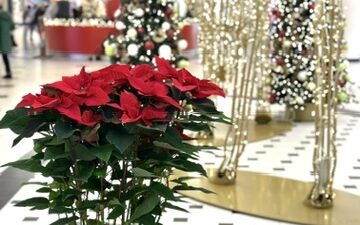 Wie unser Team den ELBEPARK Dresden in weihnachtlichen Glanz tauchte